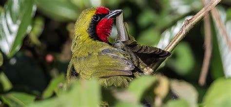 Birds of Mount Kenya