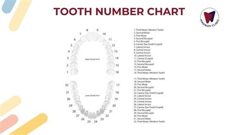 Tooth Chart - Tooth numbers and Name Chart for Adults & Children