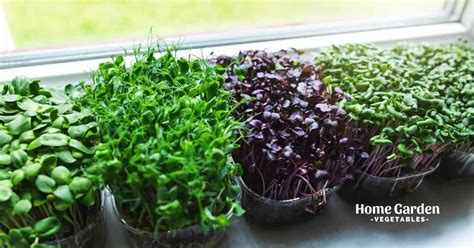 Ultimate Guide To Growing Food Indoors - Home Garden Vegetables