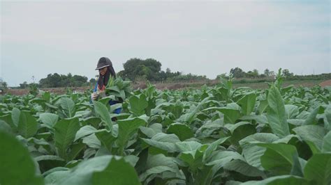 Female farmer harvesting tobacco leaves 36492938 Stock Video at Vecteezy