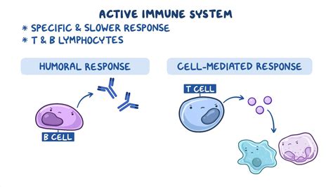 Immune response - Adaptive: Nursing - Biblioteca de Osmosis