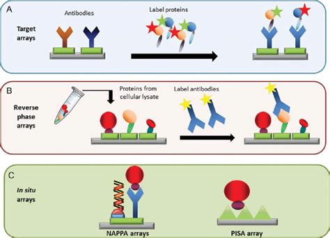 Major types of protein microarrays: (A) targeted protein arrays, (B ...