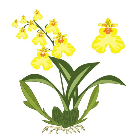 Orchid clipart yellow, Orchid yellow Transparent FREE for download on ...