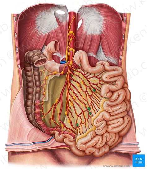 Lymph nodes of the small intestine | Kenhub | Thoracic duct, Abdominal ...