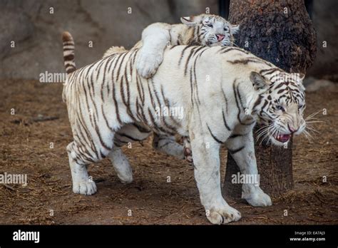 Inbreeding High Resolution Stock Photography and Images - Alamy