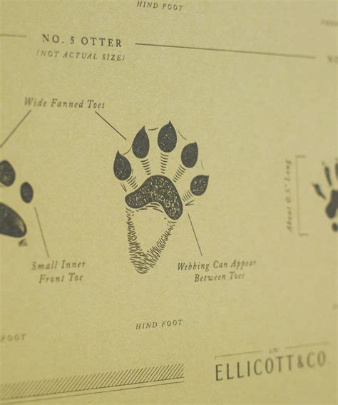 Animal Tracks Poster – Ellicott & Co.