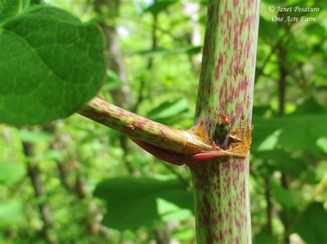 Japanese Knotweed Identification and Juicing