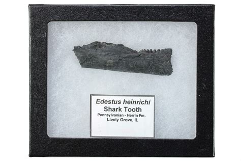 3" Bizarre Shark (Edestus) Jaw Section with Tooth - Carboniferous ...