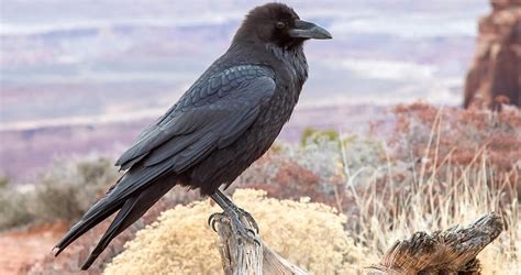 Common Raven Identification, All About Birds, Cornell Lab of Ornithology