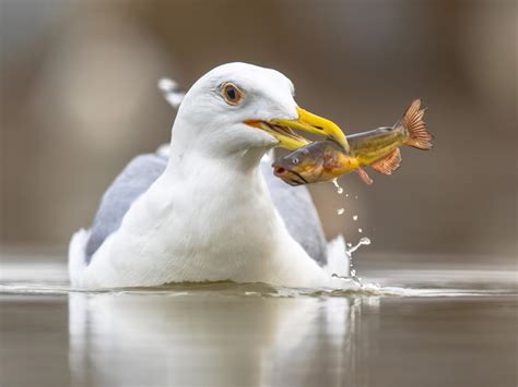 Yellow-Legged Gull Bird Facts (Larus michahellis) | Birdfact