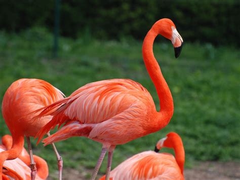 Flamingo ♡ - Flamingos Photo (35634890) - Fanpop