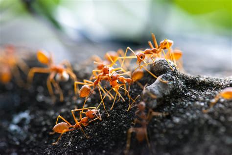 How to Find a Carpenter Ants Nest - Pest Control Guelph