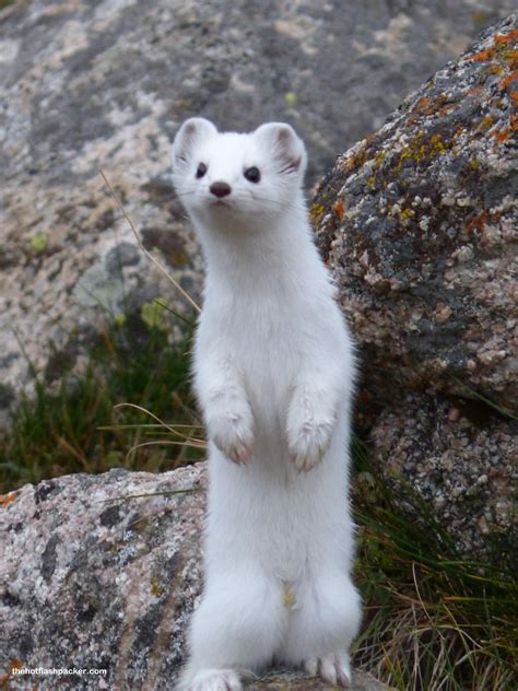 Stoat in its winter Coat, Kyrgyzstan [OC] [3456x4608] : r/AnimalPorn