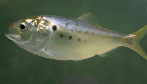 Atlantic Menhaden Brevoortia tyrannus Brian Gratwicke - delaware-surf ...