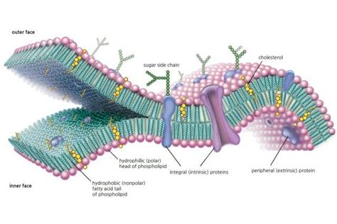 Function, Structure, and Composition of the Cell Membrane | Cell ...