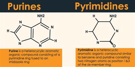 structure of purine and pyrimidine bases - 24 Hours Of Biology