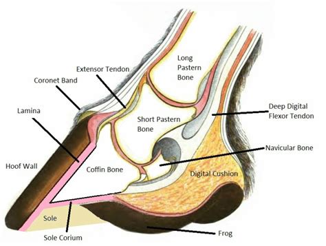 Horse Hoof Anatomy