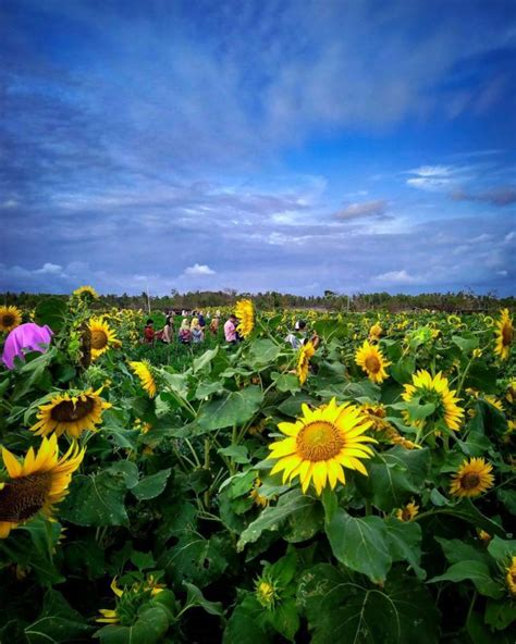 Spot Kece Taman Bunga Matahari - De Jogja Adventure