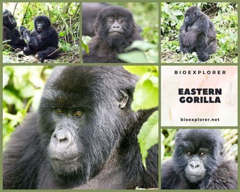 Eastern Gorilla Characteristics | Gorilla Beringei Diet & Facts