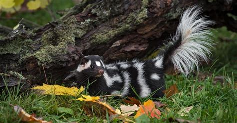 Spotted Skunk - A-Z Animals