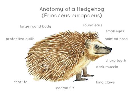 Hedgehog Anatomy Printable Poster by Teach Simple