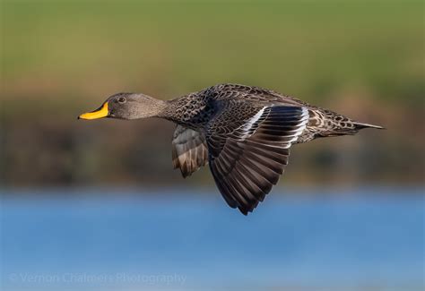 Vernon Chalmers Photography: Birds in Flight Photography Training Cape Town