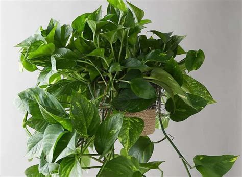 17 Indoor Vine Plants for The Ultimate Jungle Vibe - Hort Zone