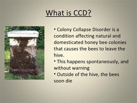 Honey Bee Colony Collapse Disorder (Ccd)