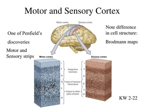 PPT - Mapping the Cortex PowerPoint Presentation, free download - ID:285297