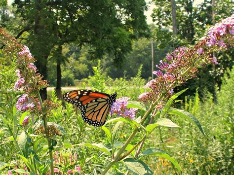 Dundas Valley Outdoors: Urquhart Butterfly Garden – A Treasure in the ...