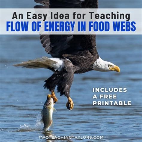 Energy in a Food Web Activity - Need an Easy Teaching Idea?