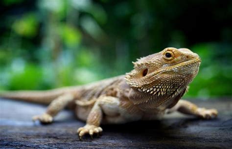 Bearded Dragon Facts: Behavior, Characteristics & Care Tips ...