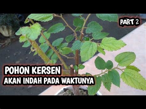 Membuat Bonsai Kersen - Bahan Bonsai Talok - YouTube