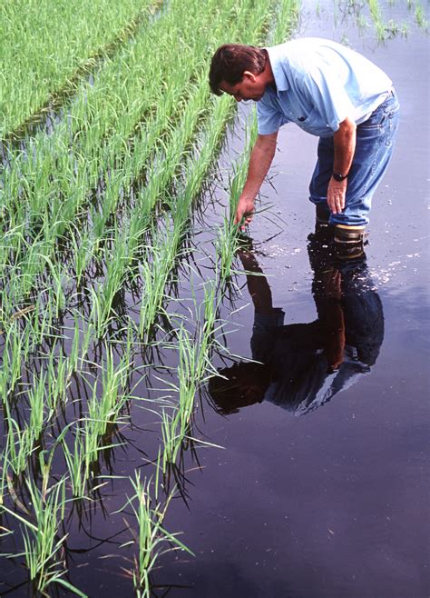 Growing Rice in Florida: A Beginner’s Guide - PlantHD