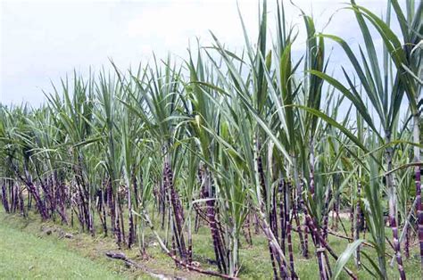 Sugarcane Facts, Health Benefits and Nutritional Value