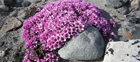 Arctic Flora - Guide to Unique Flora Found In the Arctic