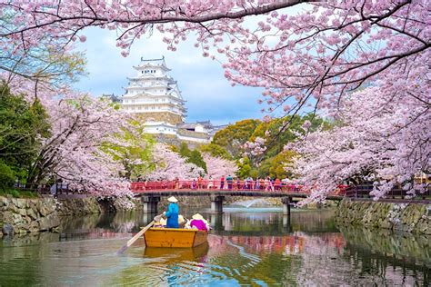 Why Kyoto's cherry blossoms have bloomed unusually early