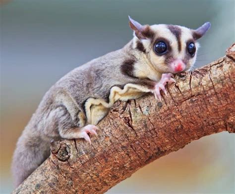 Flying Squirrel vs Sugar Glider: What Are The Differences? - A-Z Animals