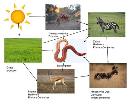 Food Web - African Wild Dog