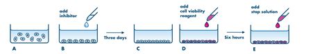 Cell Proliferation Assay Service | CellTiter-Glo | Reaction Biology