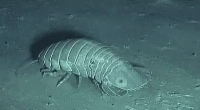 Isopod Meme GIF - Isopod Meme - Discover & Share GIFs