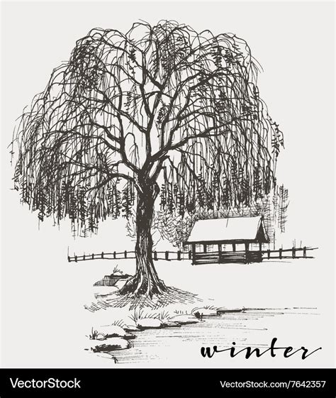 Winter sketch willow tree Royalty Free Vector Image