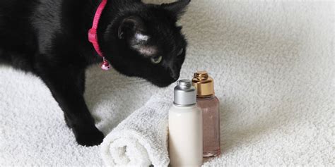 What Are Safe Oils To Diffuse Around Cats?