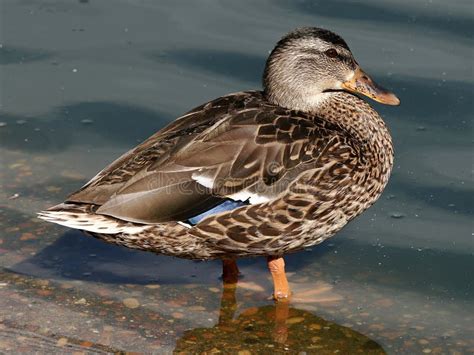 Hen Mallard Duck Waterfowl stock image. Image of waterfowl - 1212389