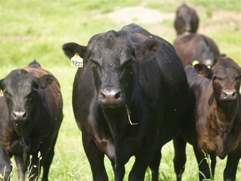 Oklahoma Farm Report - The Angus Cow- Unsung Hero of Certified Angus Beef