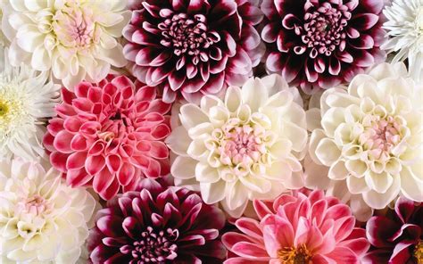 Flower Desktop Wallpaper Pinterest - Debora Milke