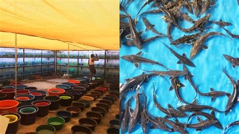 Fish Farming Techniques: చేప పిల్లల పెంపకంలో పాటించవలసిన మెళకువలు ...