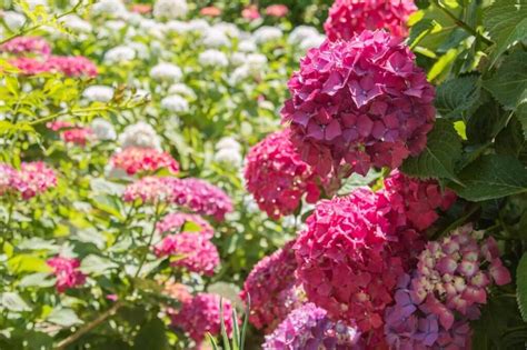 🌺How Much Sun Do Hydrangeas Need: A Detailed Guide 2023