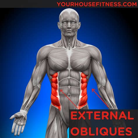 Muscle Breakdown: External Oblique