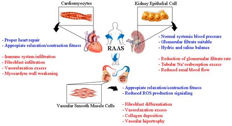 IJMS | Free Full-Text | Role of the Renin-Angiotensin-Aldosterone ...